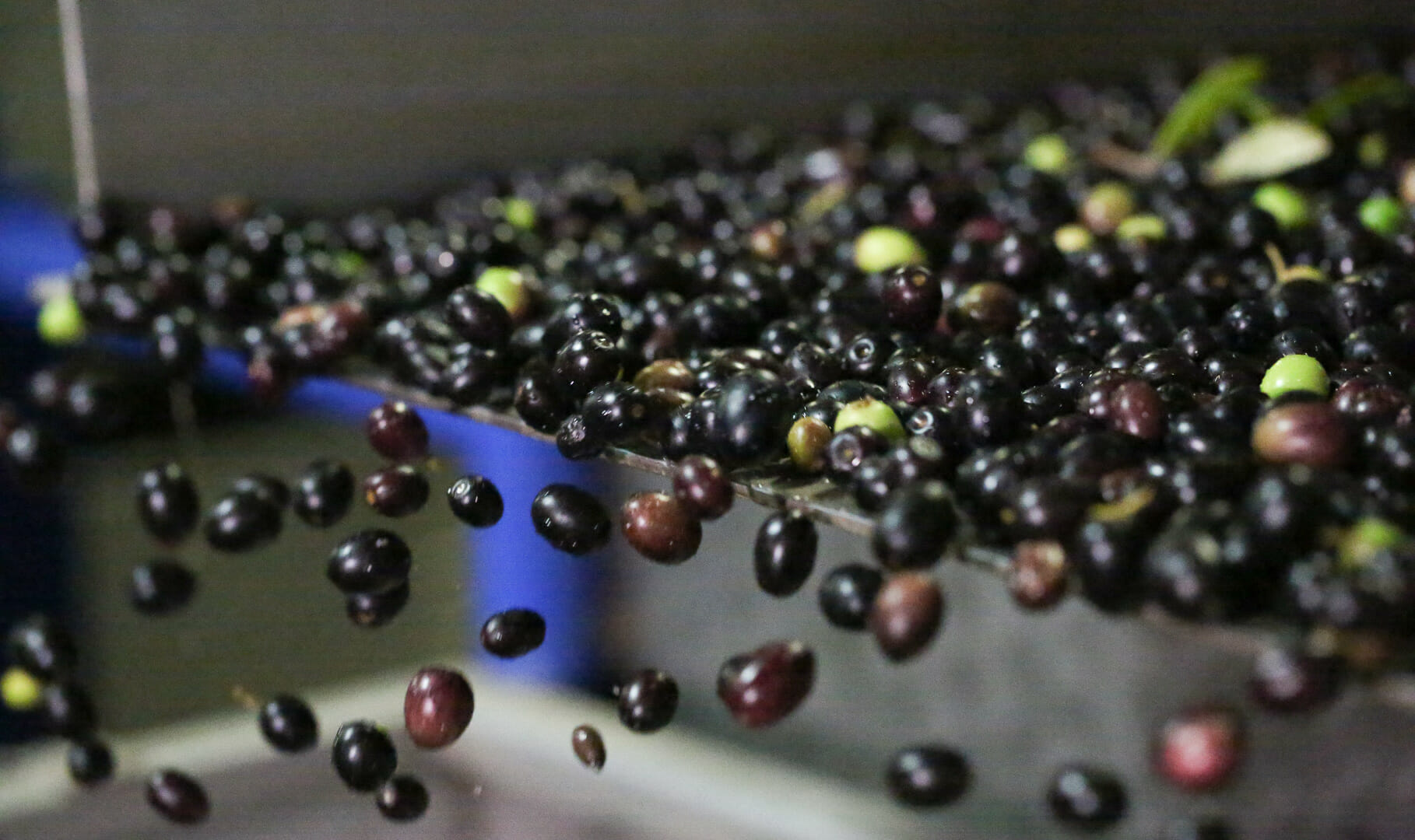 zeytin-tasima-bant